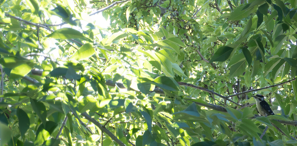 Woodpecker Among the Leaves by veronicalevchenko