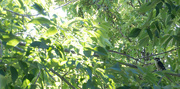 2nd Jul 2024 - Woodpecker Among the Leaves