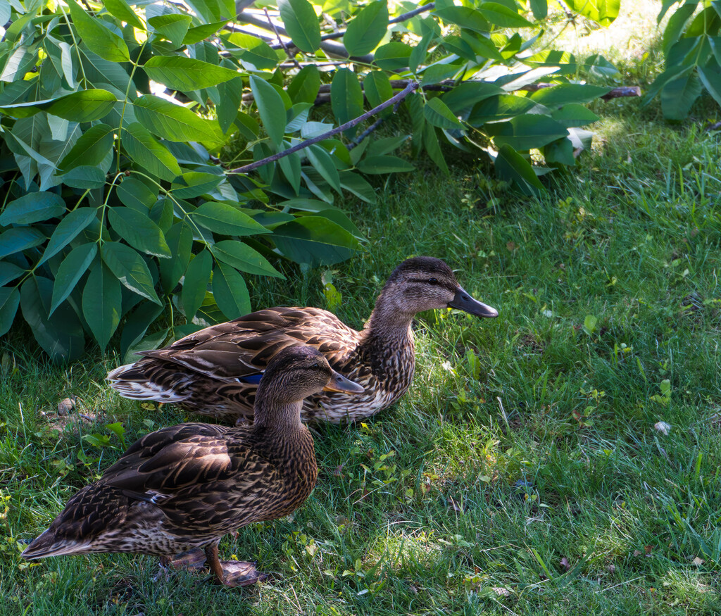 Mallards in the Afternoon Shade by veronicalevchenko