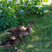 Mallards in the Afternoon Shade by veronicalevchenko