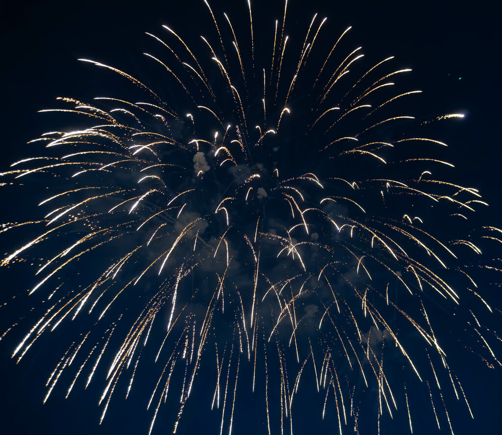 Chrysanthemum Firework Burst by veronicalevchenko