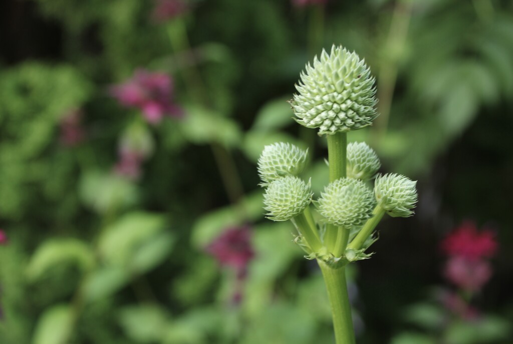 Rattlesnake master  by mltrotter