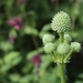 Rattlesnake master  by mltrotter