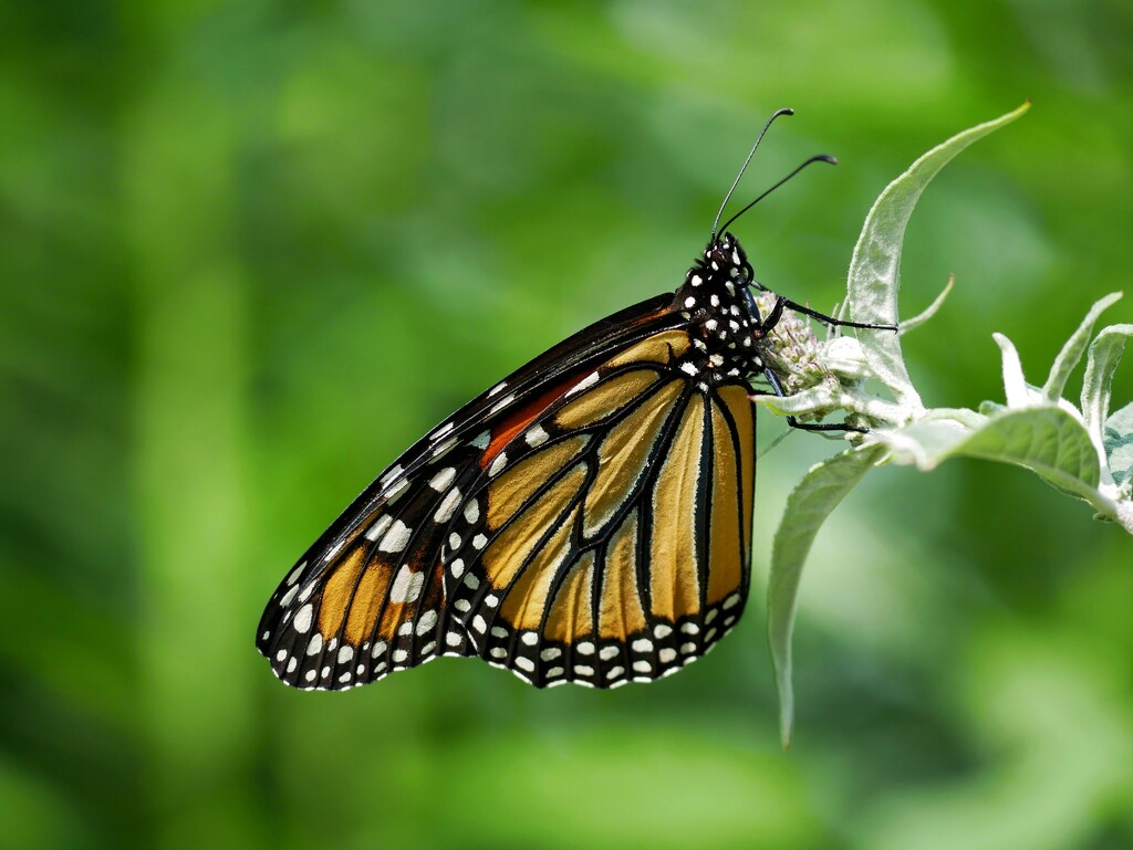 First Monarch of the year by ljmanning