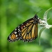 First Monarch of the year by ljmanning