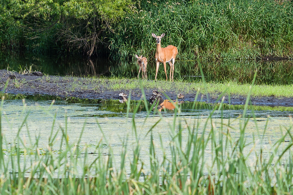 Sunday Morning at the Pond by tosee