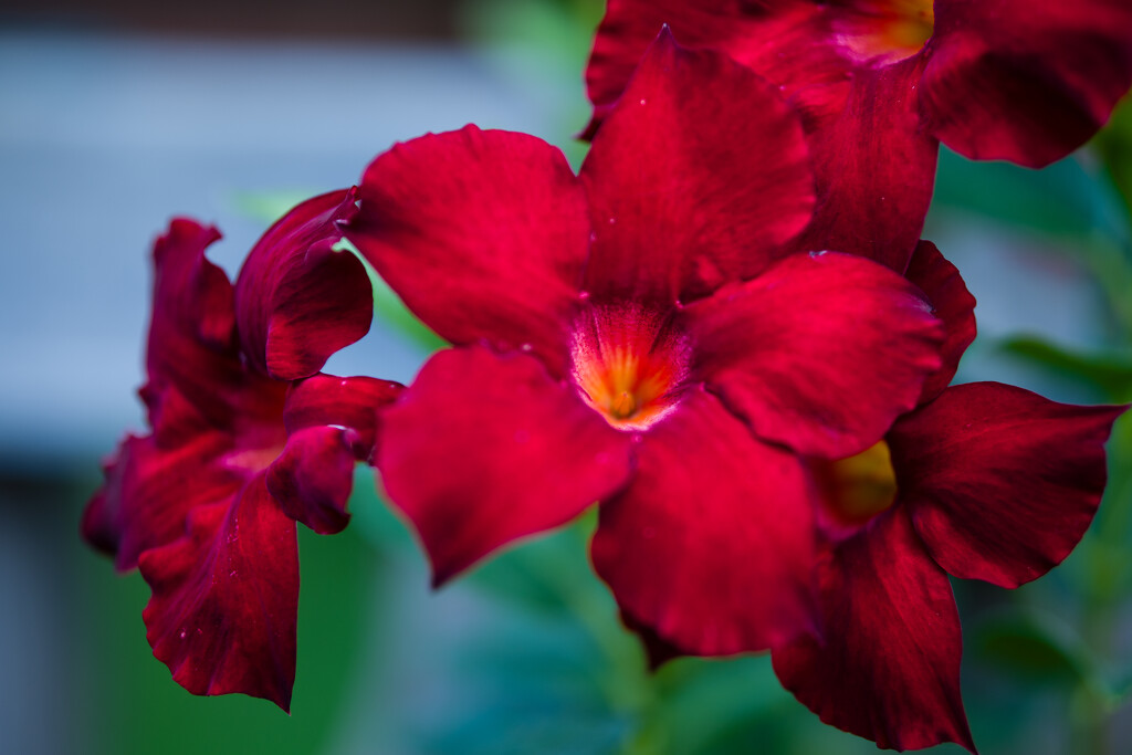 Red Flowers by tosee