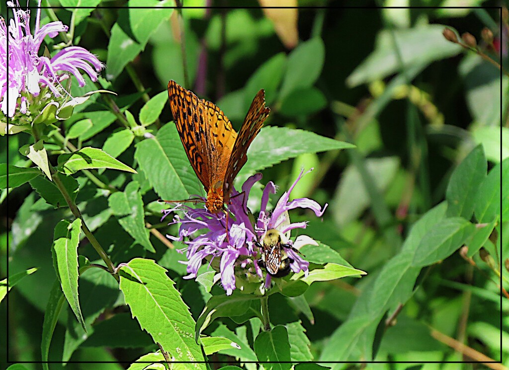 I'll Meet You at the Bee Balm Cafe by olivetreeann