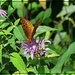 I'll Meet You at the Bee Balm Cafe by olivetreeann