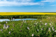 8th Jul 2024 - Canola Fields In Bloom