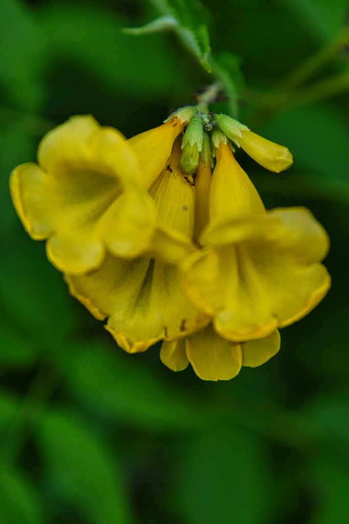 7 7 Arizona Yellow Bells by sandlily