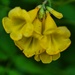 7 7 Arizona Yellow Bells by sandlily