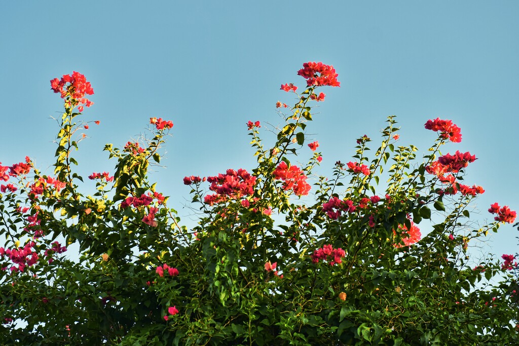 7 7  Evening sun on Bougainvillea by sandlily