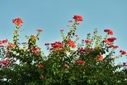 7th Jul 2024 - 7 7  Evening sun on Bougainvillea