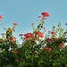 7 7  Evening sun on Bougainvillea by sandlily