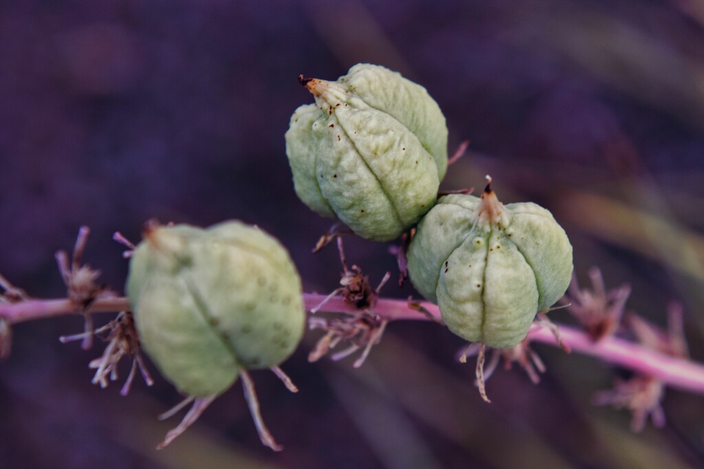 7 7 Yucca seedpod by sandlily