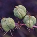 7 7 Yucca seedpod by sandlily