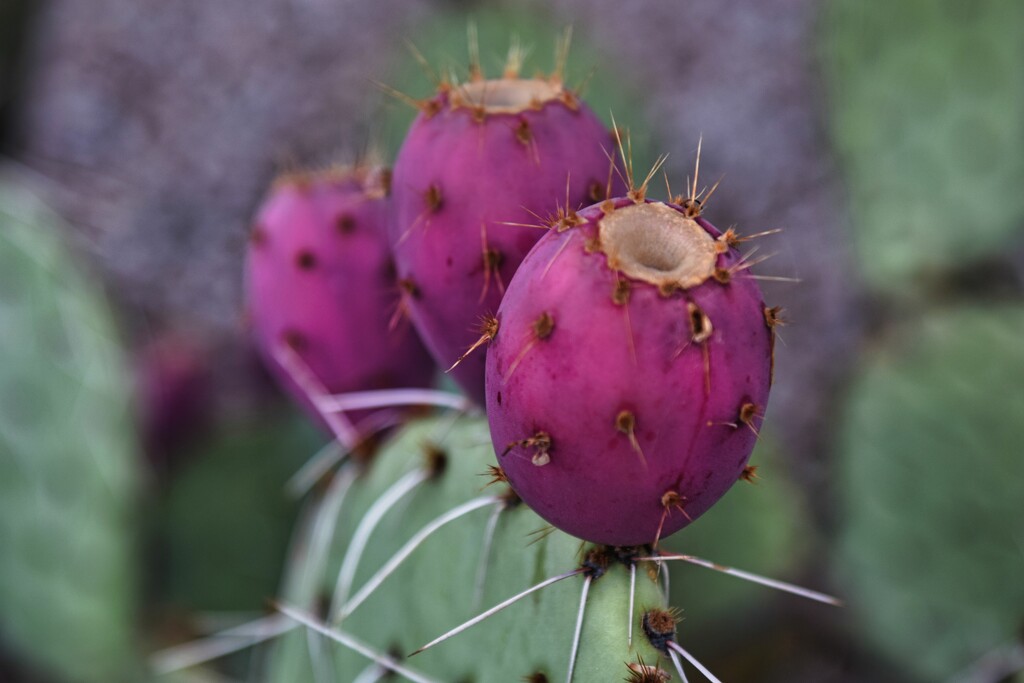 7 7 Prickly Pear Fruit by sandlily