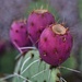 7 7 Prickly Pear Fruit by sandlily