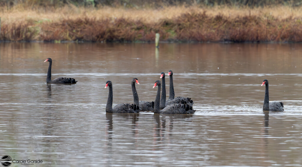 Seven Swans A Swimming by yorkshirekiwi