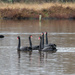 Seven Swans A Swimming by yorkshirekiwi