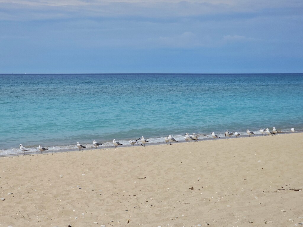 Shore birds by edorreandresen