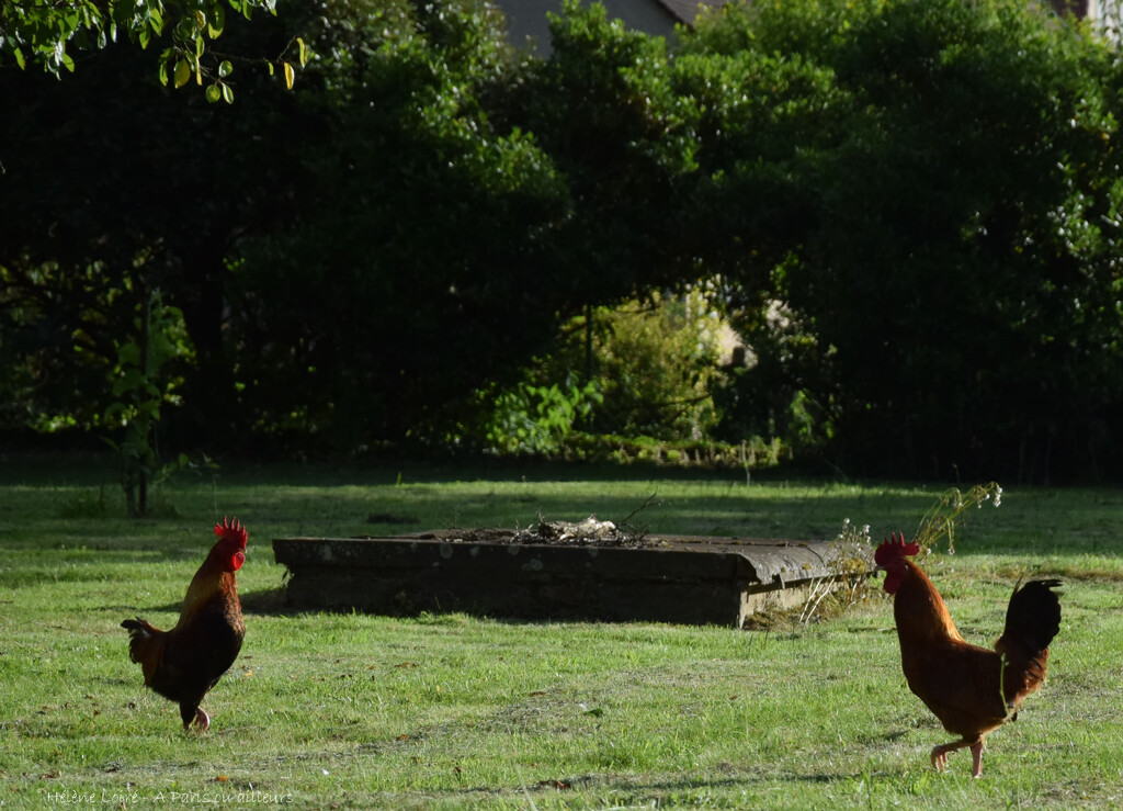 Roosters by parisouailleurs