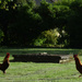 Roosters by parisouailleurs