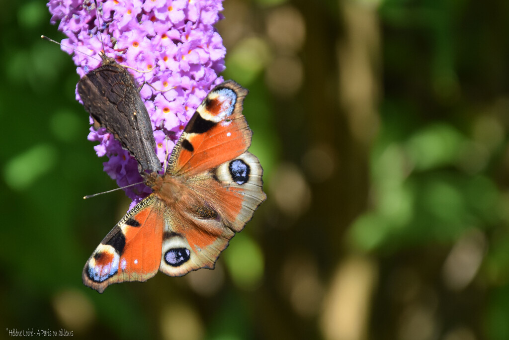 European Peacock butterflies by parisouailleurs