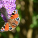 European Peacock butterflies by parisouailleurs