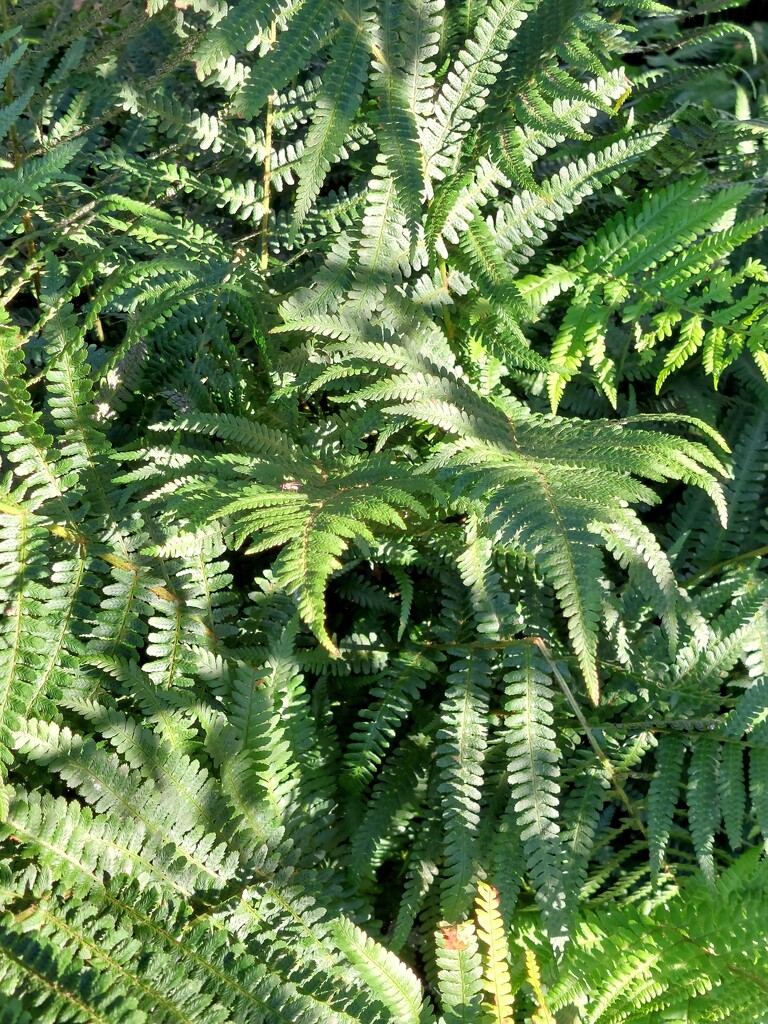 Fern shadows  by samcat