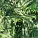 Fern shadows  by samcat