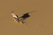 23rd Jun 2024 - Oryx (and his shadow)