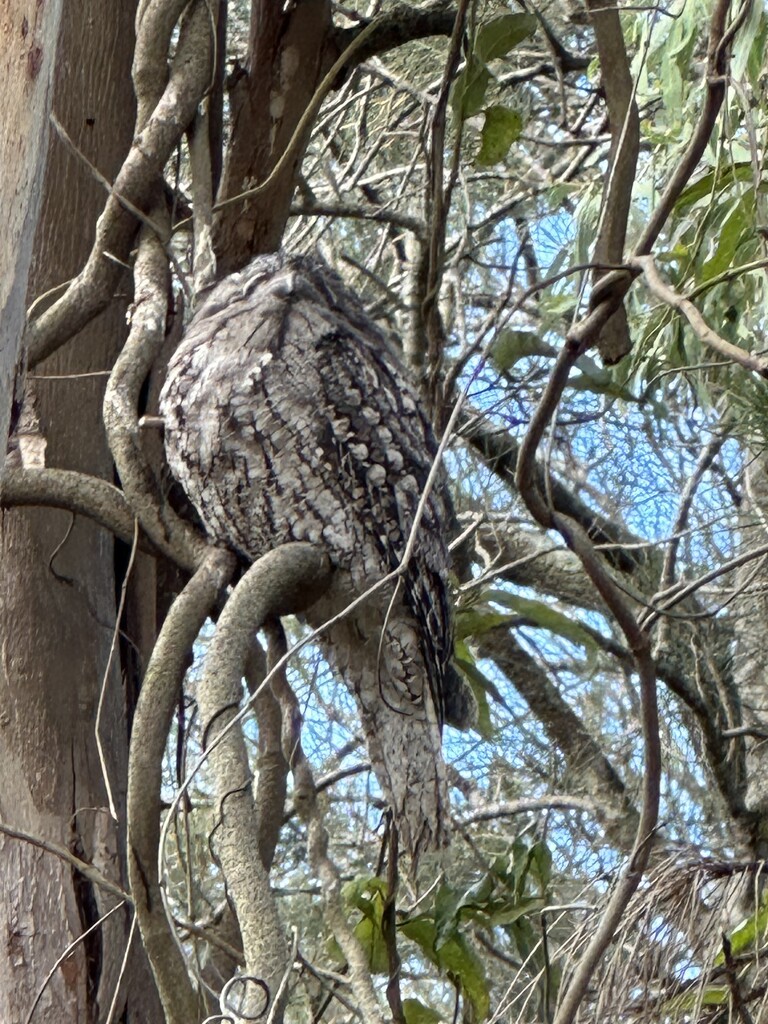 Tawny Frogmouth by corymbia