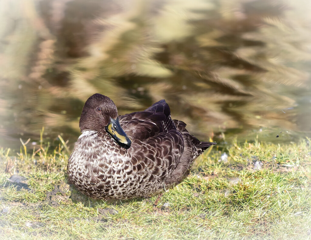 Sitting there so peacefully by ludwigsdiana