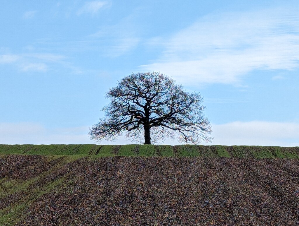 LONE TREE by derekskinner