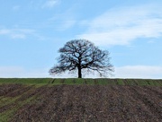 9th Jul 2024 - LONE TREE