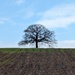 LONE TREE by derekskinner