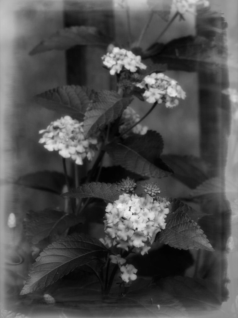 Lantana in b&w... by marlboromaam