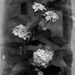 Lantana in b&w... by marlboromaam