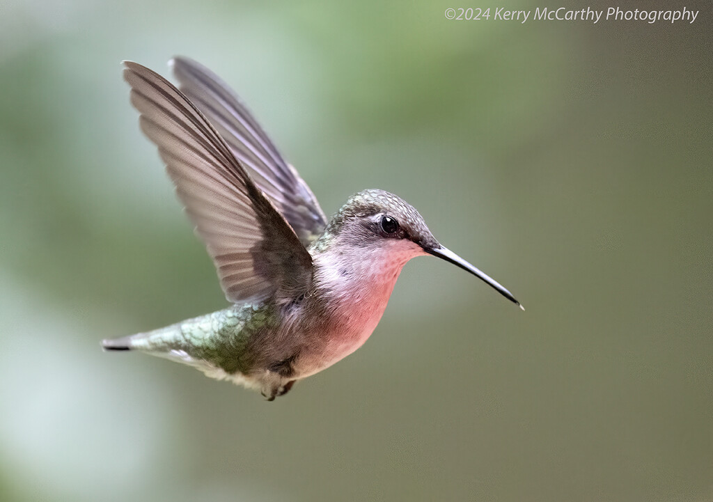 Preparing to land by mccarth1