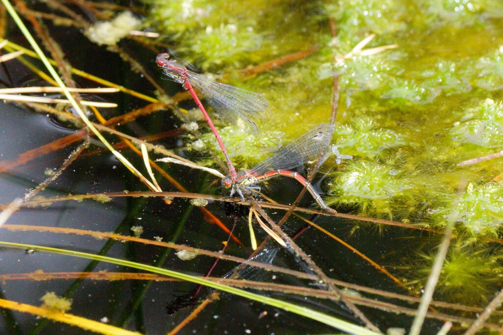 LAYING EGGS - DAMSELFLY STYLE by markp