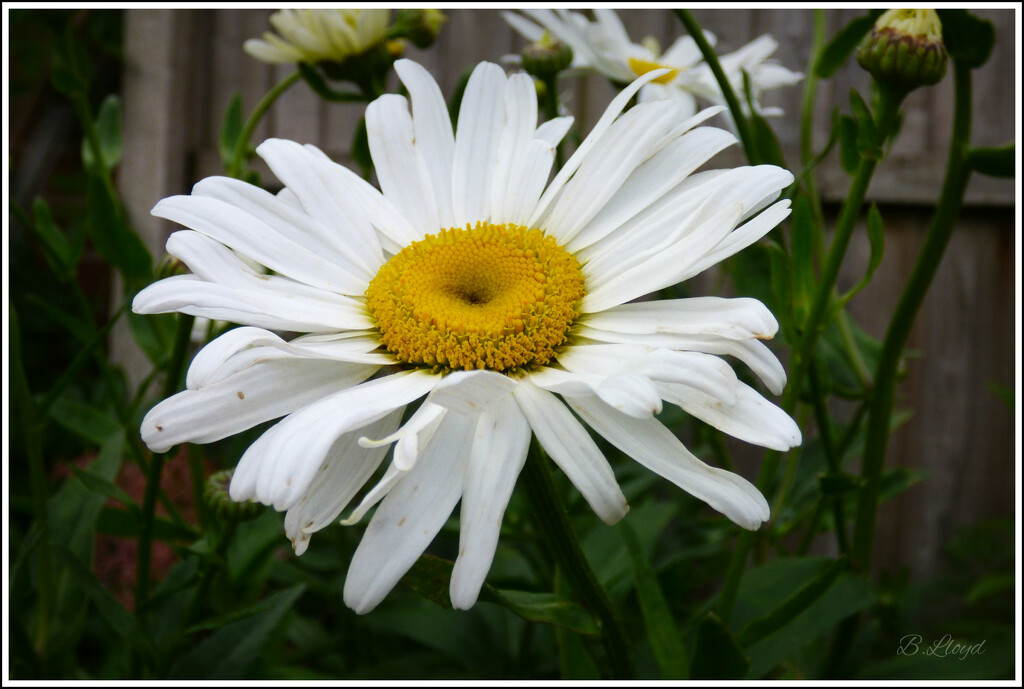 Marguerite . by beryl