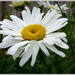 Marguerite . by beryl