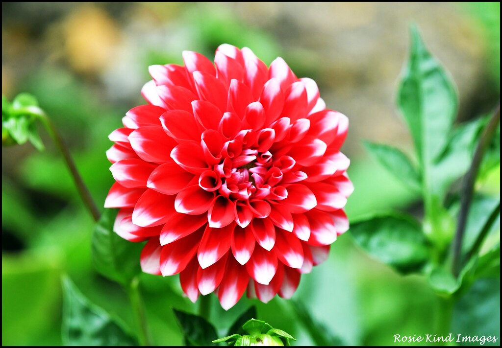 One of my favourite dahlias by rosiekind