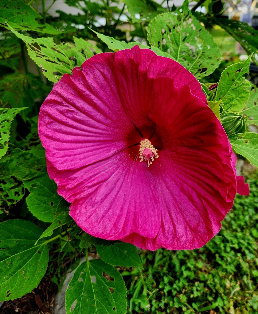 Hibiscus Flower by jo38