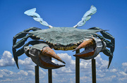 9th Jul 2024 - Crabby