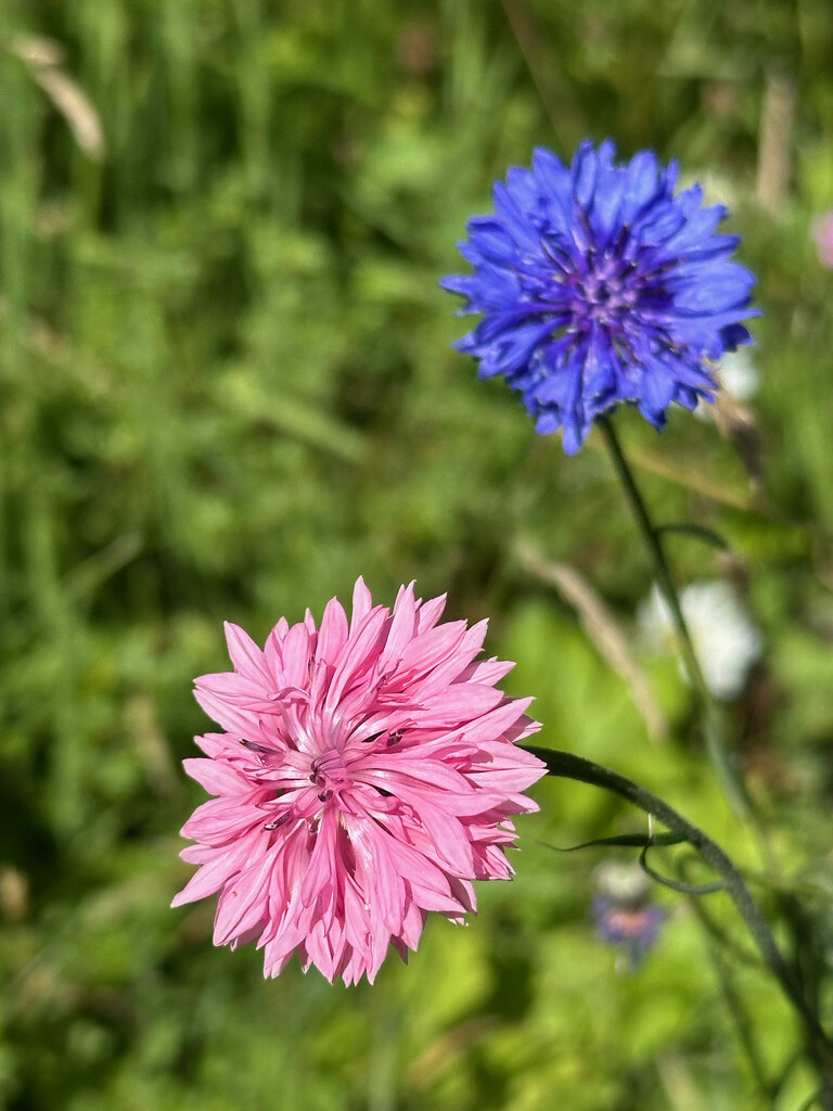 Cornflowers by 365projectmaxine