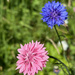 Cornflowers by 365projectmaxine