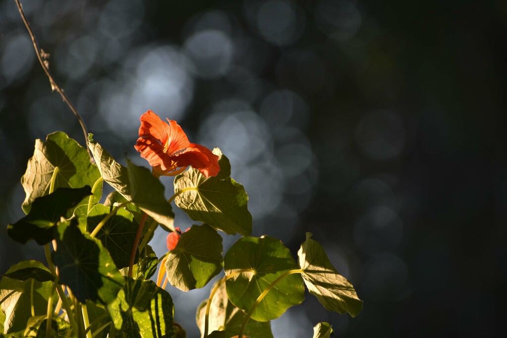 Nasturtium Bloom In Evening Light by bjywamer